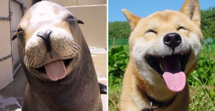 25 fotos adorables que te convenza de que los perros y los sellos de los familiares