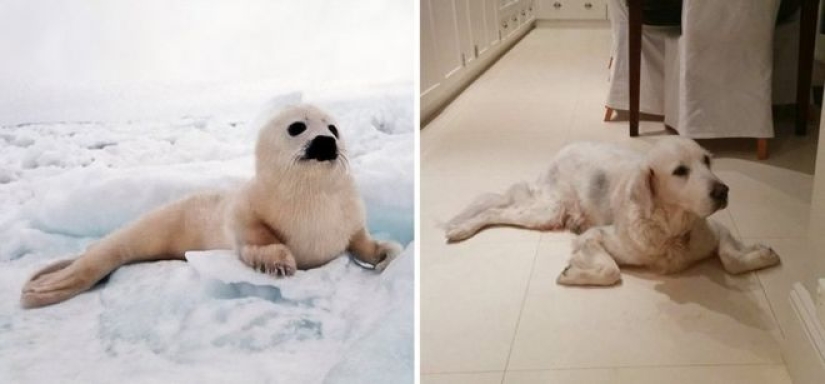 25 fotos adorables que te convenza de que los perros y los sellos de los familiares