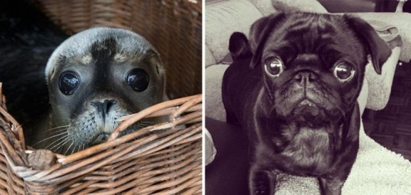 25 fotos adorables que te convenza de que los perros y los sellos de los familiares