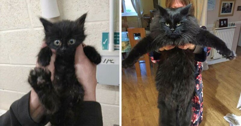 25 fotos de gatos antes y después de que fueron recogidos de la calle