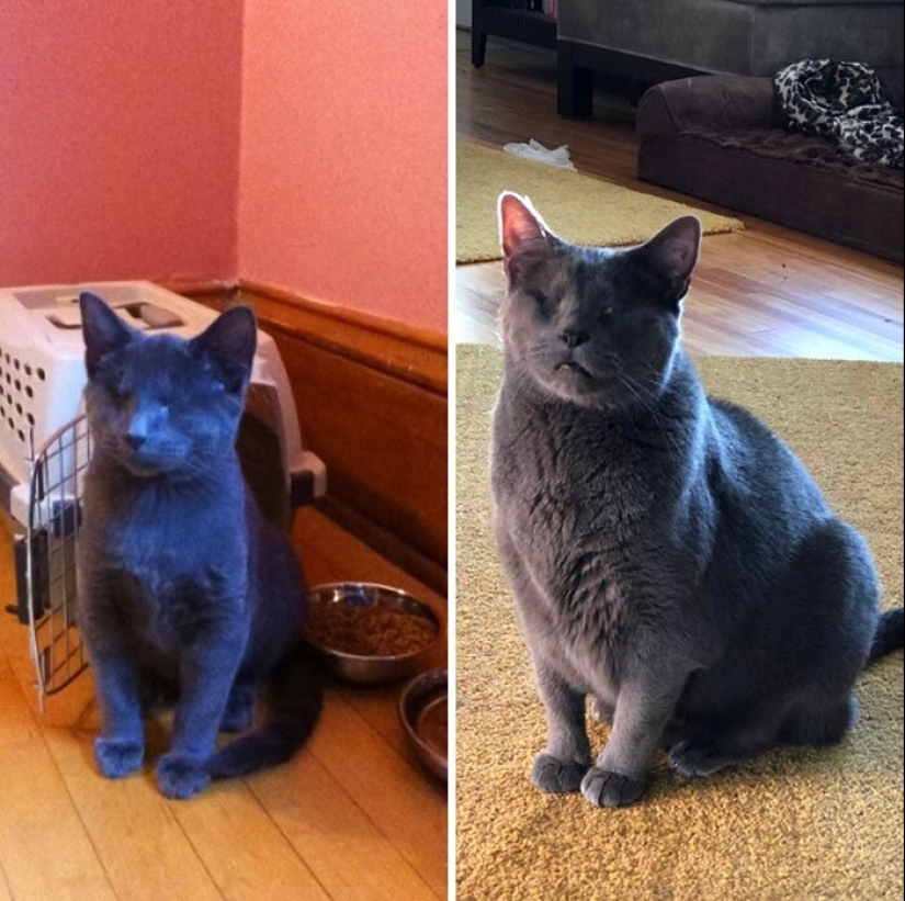 25 fotos de gatos antes y después de que fueron recogidos de la calle