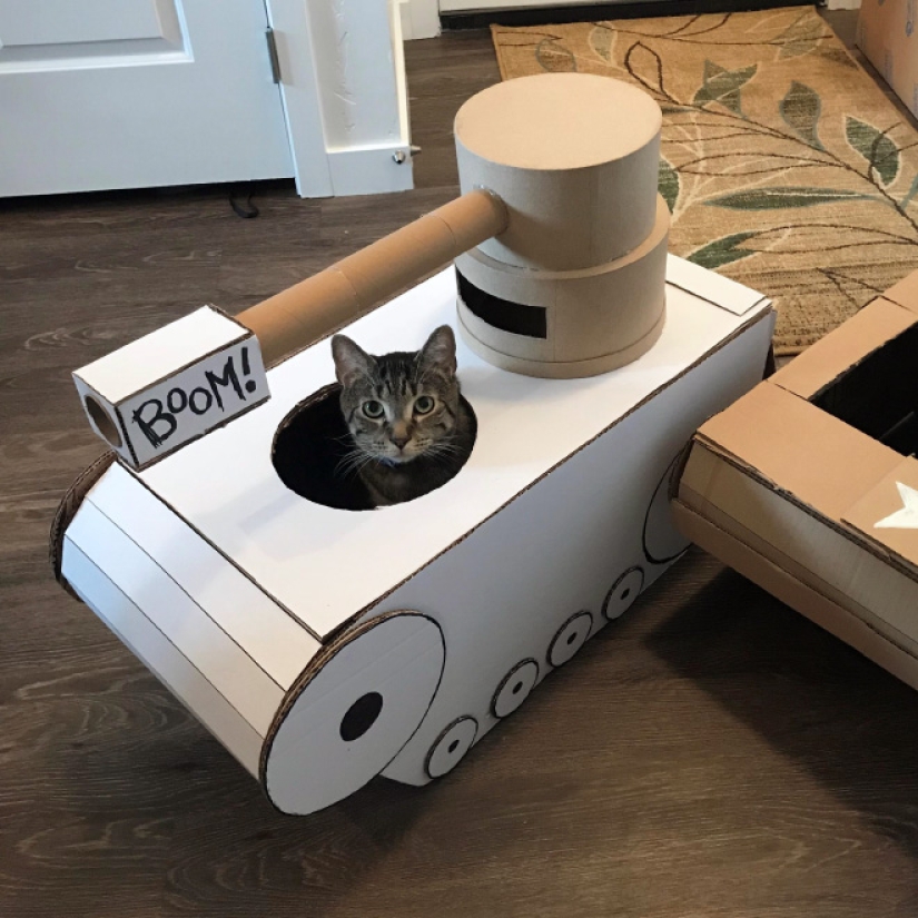 25 fotos divertidas de gatos en tanques de cartón que capturaron las redes sociales