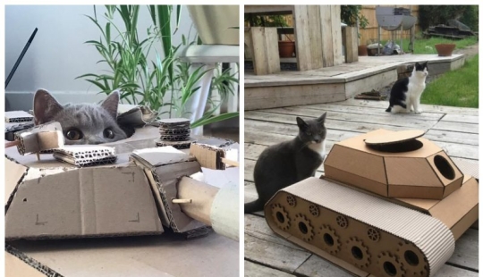 25 fotos divertidas de gatos en tanques de cartón que capturaron las redes sociales