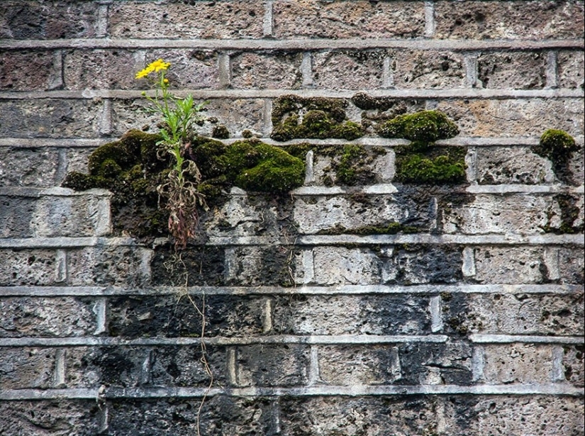 25 fotos que la naturaleza es la más fuerte