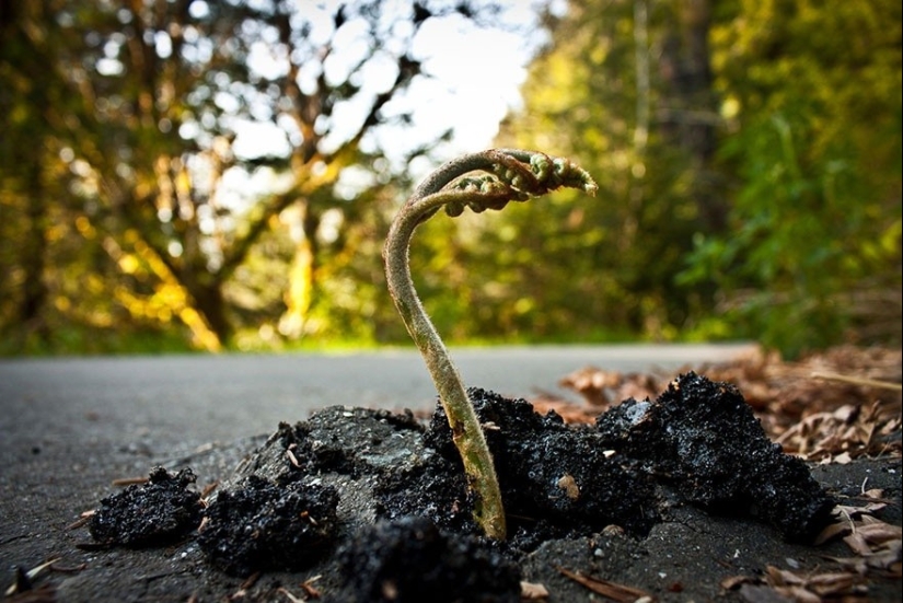 25 fotos que la naturaleza es la más fuerte