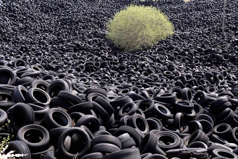 25 fotos que la naturaleza es la más fuerte