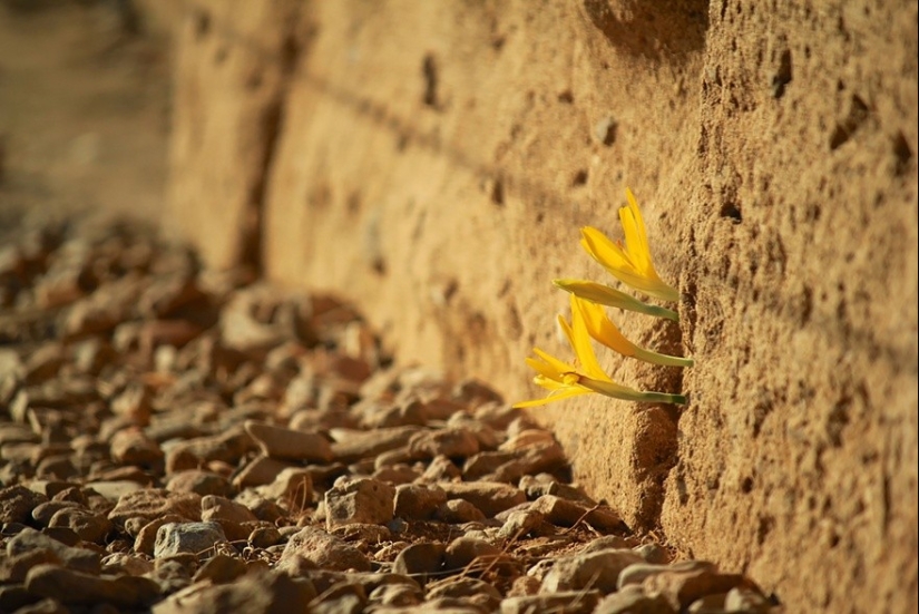 25 fotos que la naturaleza es la más fuerte