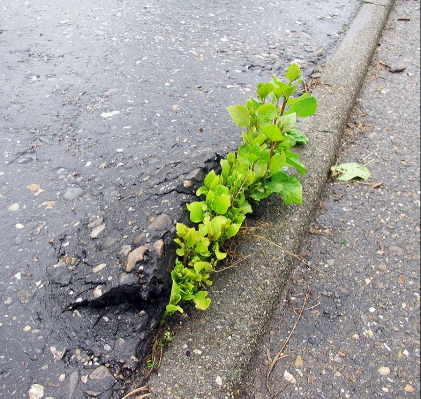 25 fotos que la naturaleza es la más fuerte