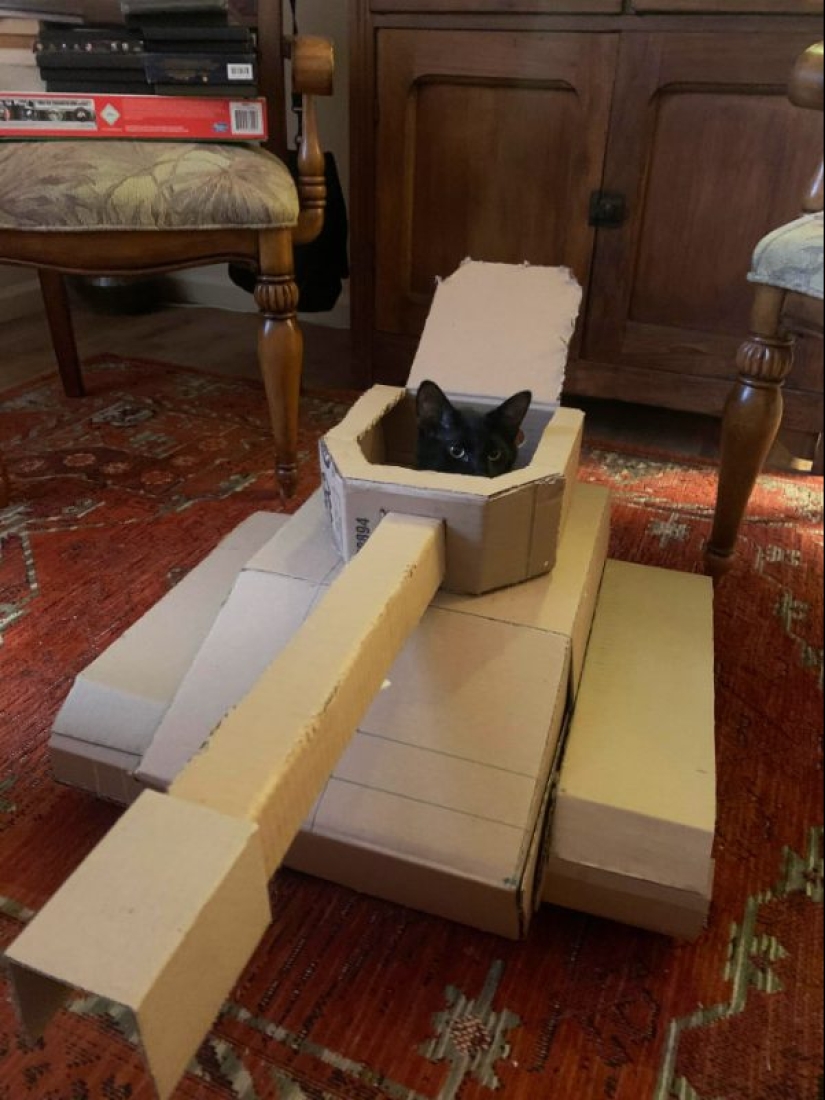 25 funny photos of cats in cardboard tanks that captured social networks