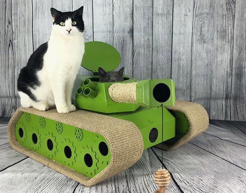 25 funny photos of cats in cardboard tanks that captured social networks