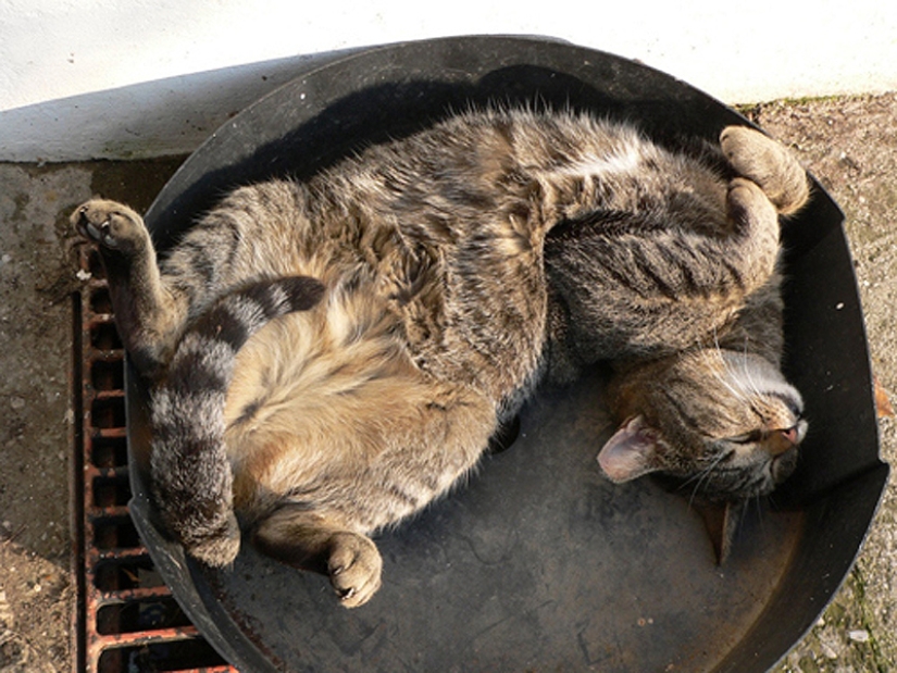 25 gato plantea para dormir