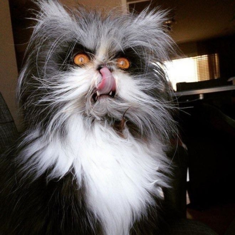 25 gatos que se cansaron de ser lindos y se fueron al lado oscuro