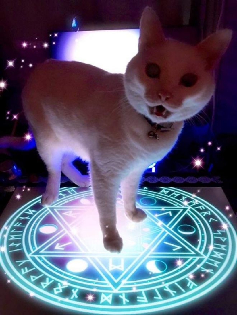 25 gatos que se cansaron de ser lindos y se fueron al lado oscuro