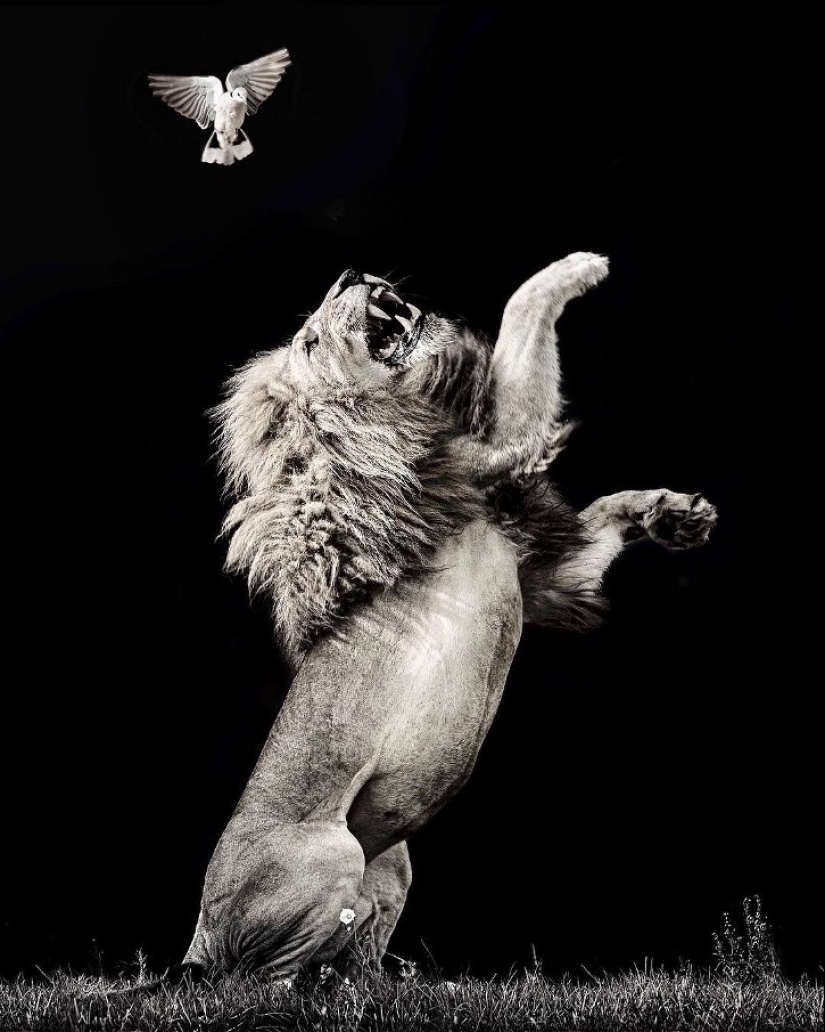 25 grandes fotos de leones del famoso fotógrafo de depredadores Simon Needham