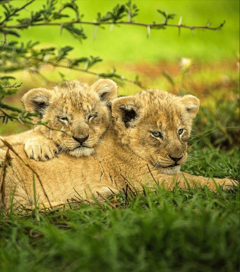 25 grandes fotos de leones del famoso fotógrafo de depredadores Simon Needham