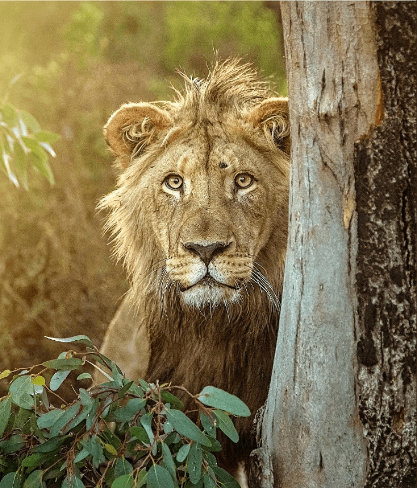 25 grandes fotos de leones del famoso fotógrafo de depredadores Simon Needham