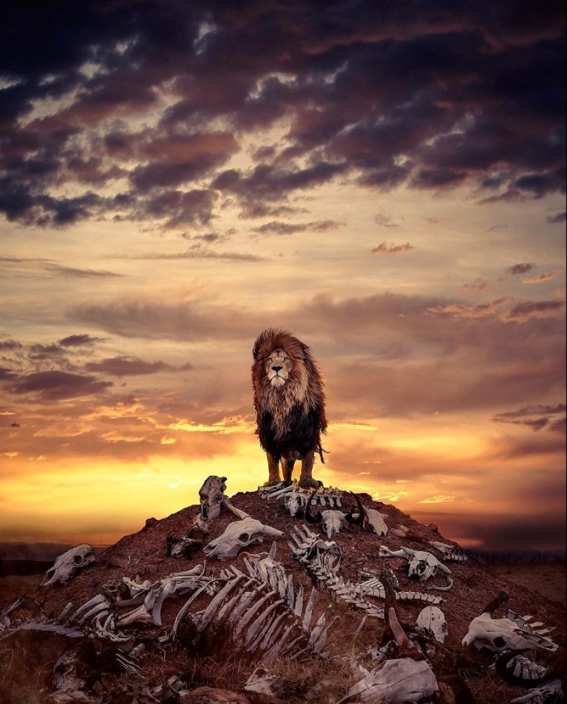 25 grandes fotos de leones del famoso fotógrafo de depredadores Simon Needham