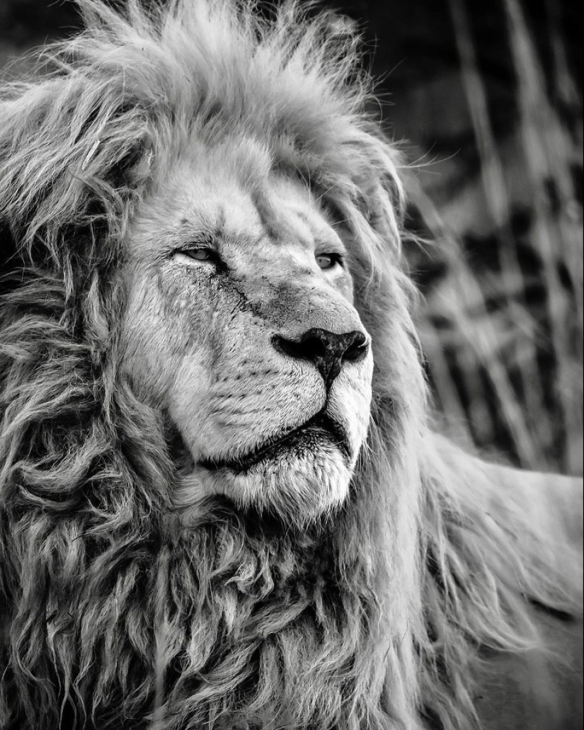 25 grandes fotos de leones del famoso fotógrafo de depredadores Simon Needham