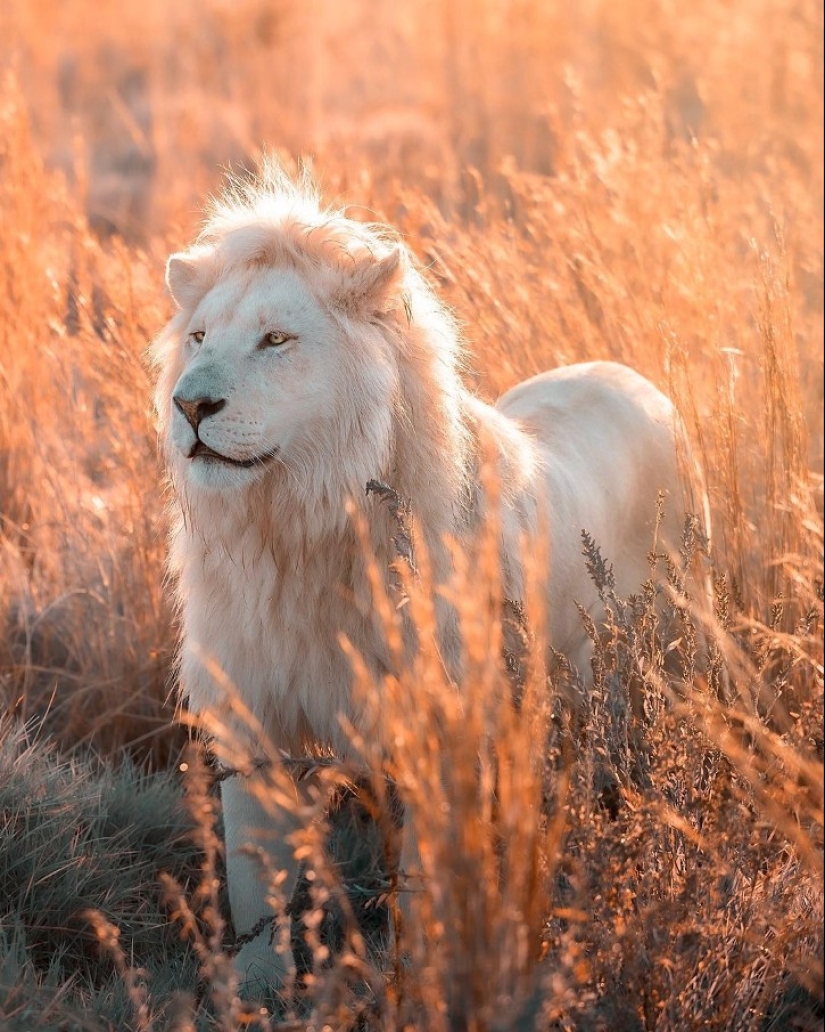 25 grandes fotos de leones del famoso fotógrafo de depredadores Simon Needham