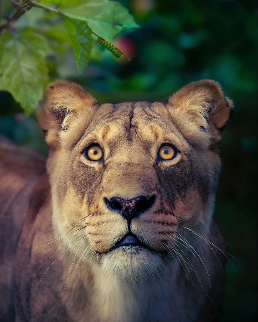 25 grandes fotos de leones del famoso fotógrafo de depredadores Simon Needham