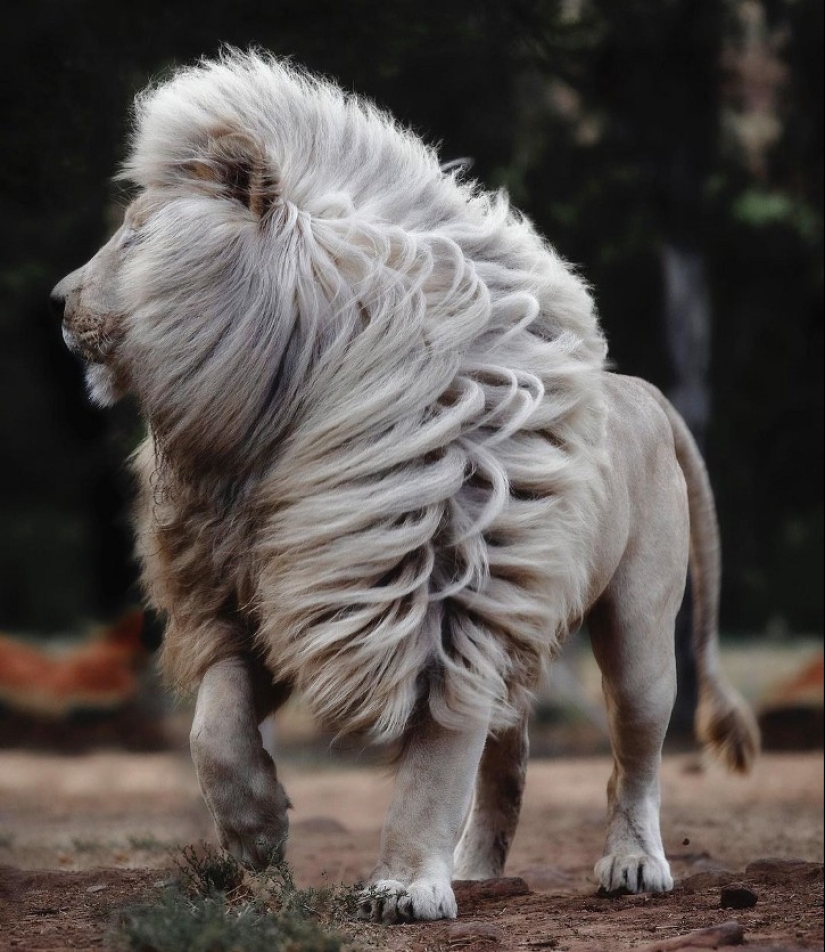 25 great photos of lions from the famous predator photographer Simon Needham