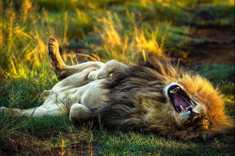 25 great photos of lions from the famous predator photographer Simon Needham