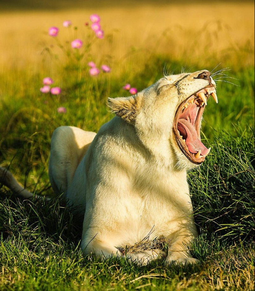 25 great photos of lions from the famous predator photographer Simon Needham