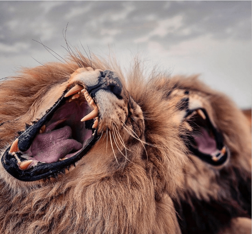 25 great photos of lions from the famous predator photographer Simon Needham