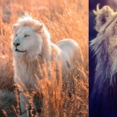 25 great photos of lions from the famous predator photographer Simon Needham