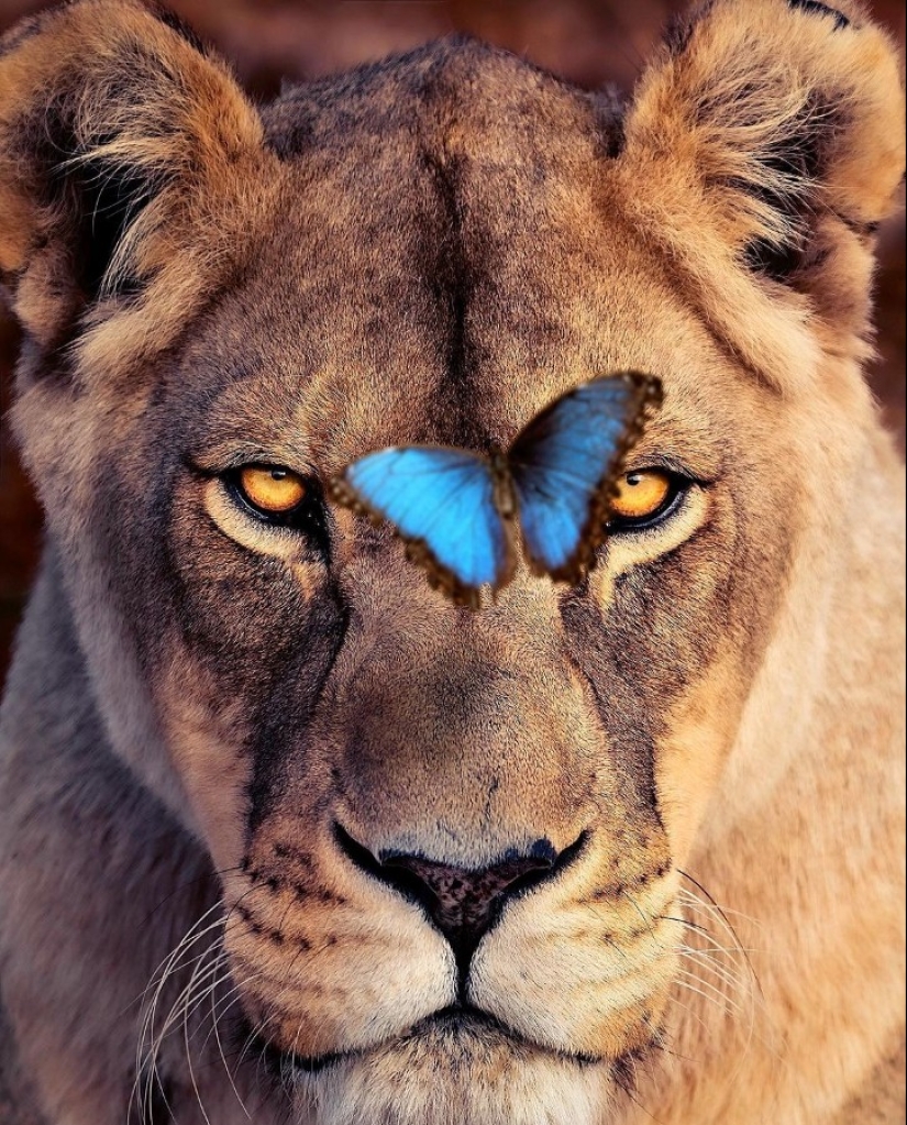 25 great photos of lions from the famous predator photographer Simon Needham