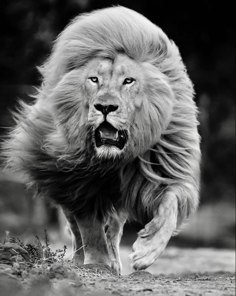 25 great photos of lions from the famous predator photographer Simon Needham