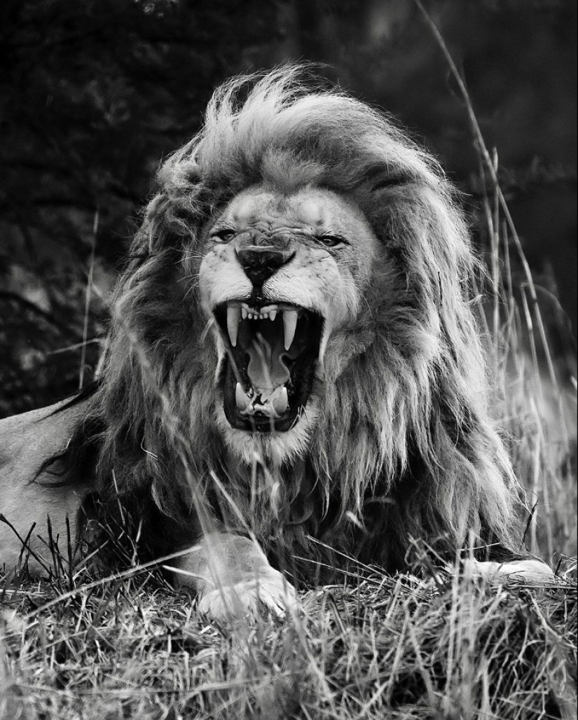 25 great photos of lions from the famous predator photographer Simon Needham