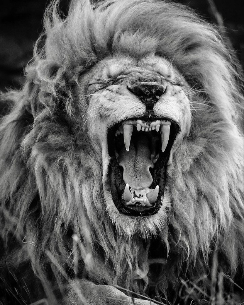 25 great photos of lions from the famous predator photographer Simon Needham