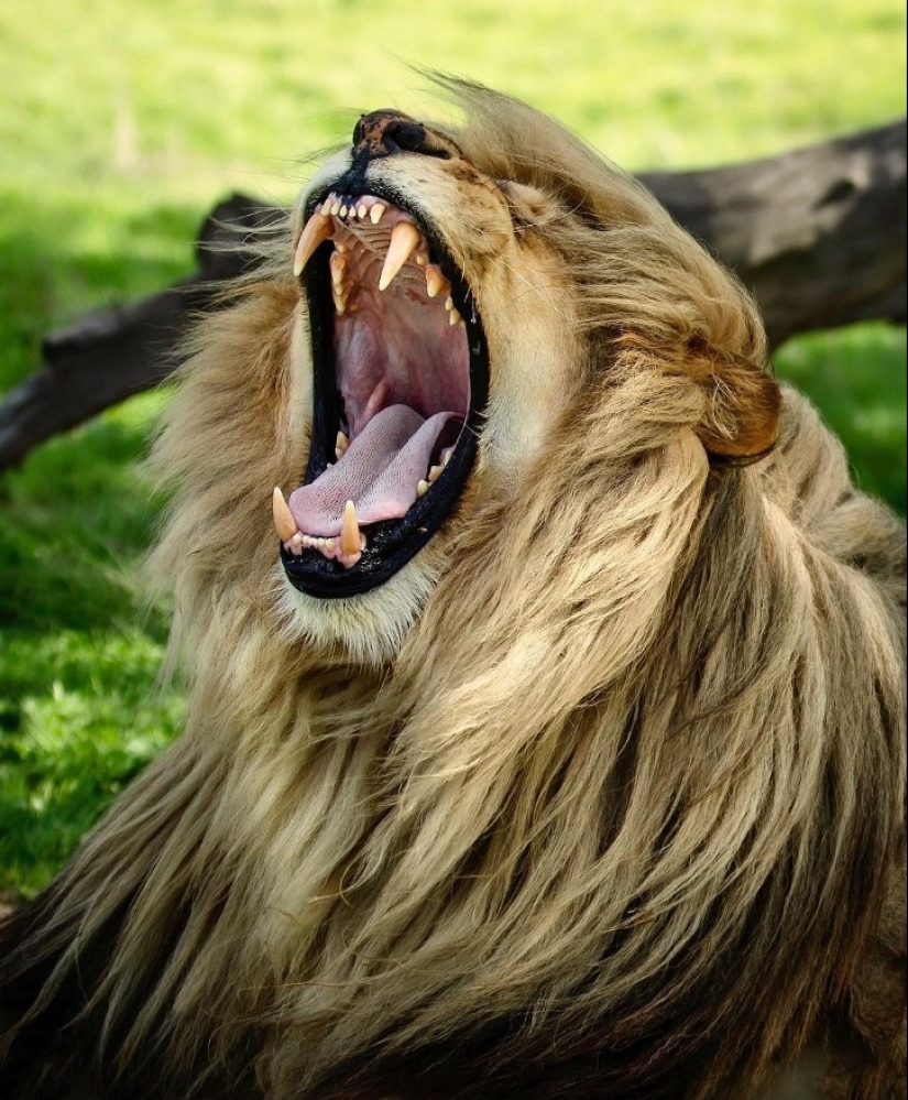 25 great photos of lions from the famous predator photographer Simon Needham