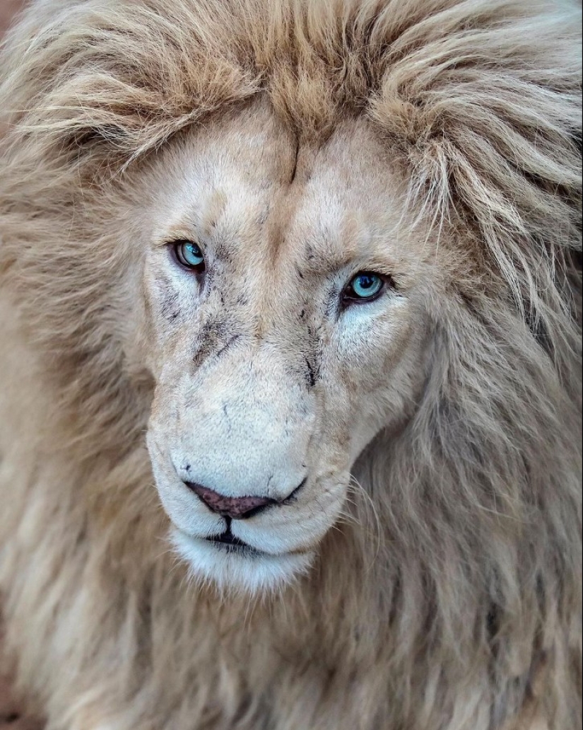 25 great photos of lions from the famous predator photographer Simon Needham