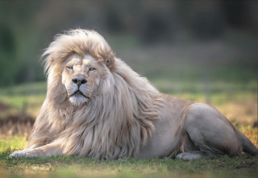 25 great photos of lions from the famous predator photographer Simon Needham