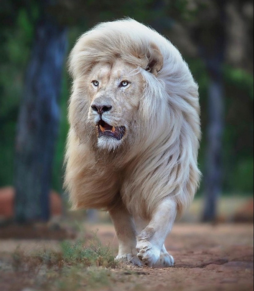 25 great photos of lions from the famous predator photographer Simon Needham