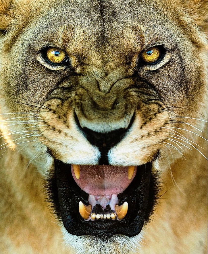 25 great photos of lions from the famous predator photographer Simon Needham