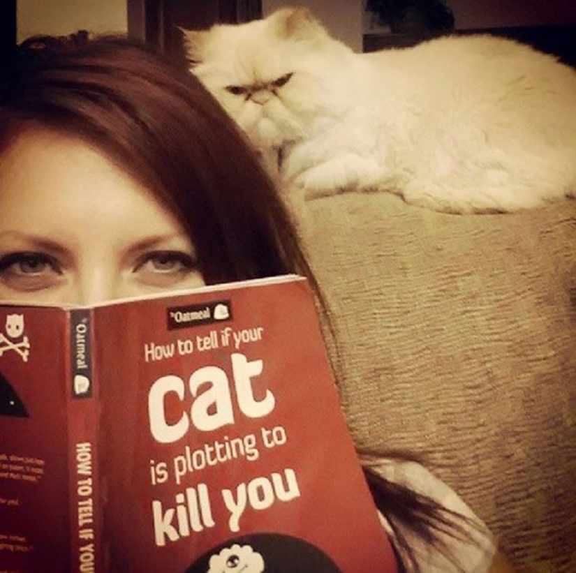 25 insidious cats who planned to secretly kill their owners