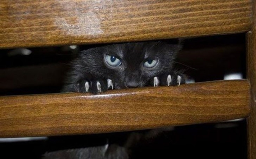 25 insidious cats who planned to secretly kill their owners