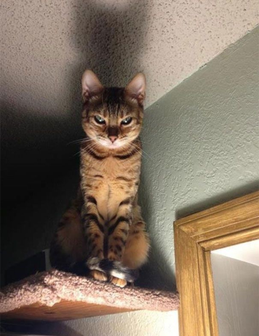 25 insidious cats who planned to secretly kill their owners