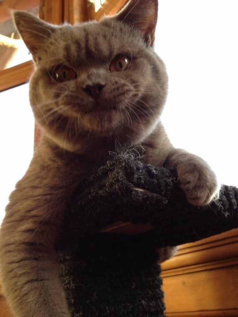 25 insidious cats who planned to secretly kill their owners