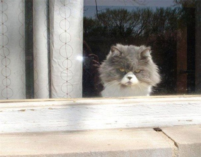 25 insidious cats who planned to secretly kill their owners