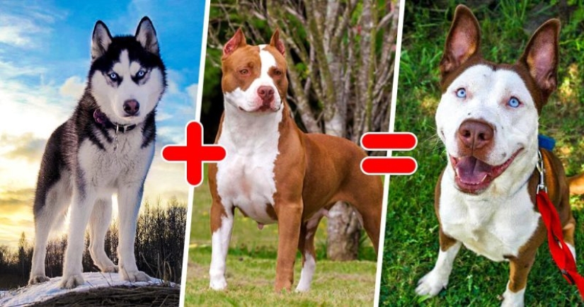 25 of the most unusual breeds of dogs obtained by crossing the