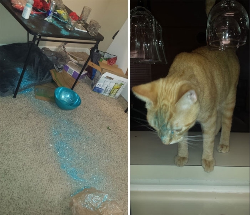 25 people who left their furry ones at home alone and bitterly regretted it