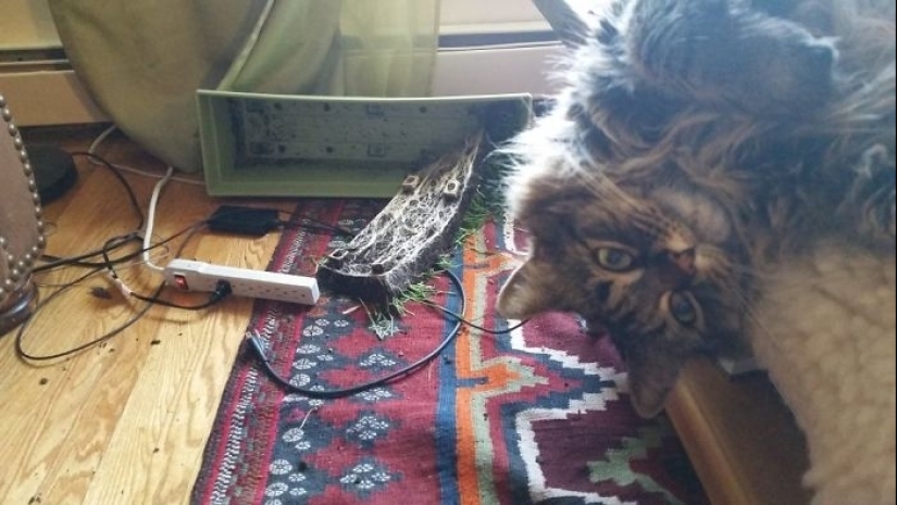 25 people who left their furry ones at home alone and bitterly regretted it