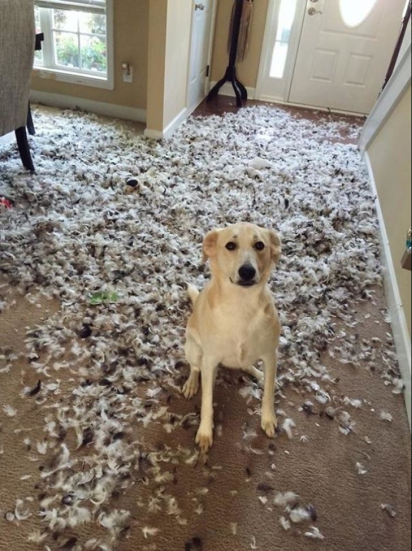 25 people who left their furry ones at home alone and bitterly regretted it