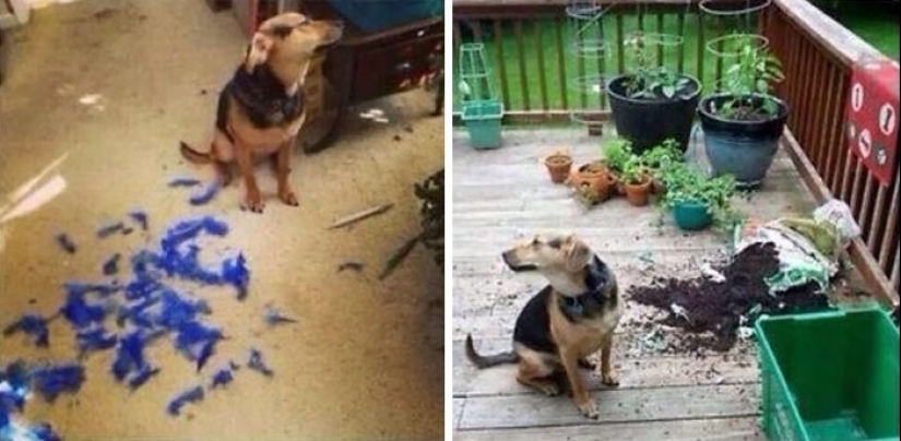 25 people who left their furry ones at home alone and bitterly regretted it