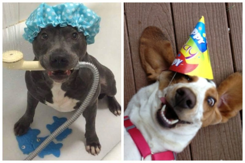25 perros que harán de su día más feliz