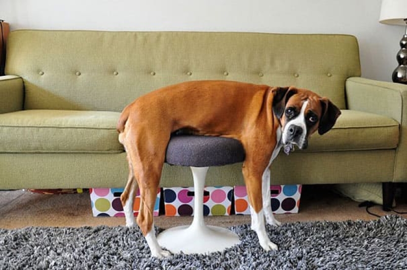 25 Pets that have no idea how the furniture